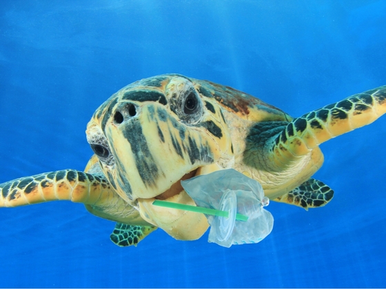 7月起禁用塑膠吸管》一隻海龜、一支YouTube短片，終止吸管百年禍害